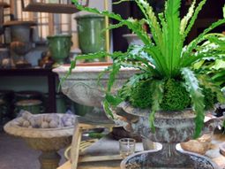 Give your home a tropical look with nest fern