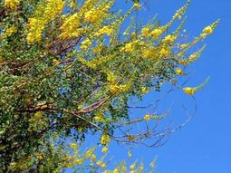 Great plant – bird of paradise shrub for a sunny southwestern style