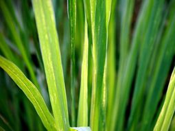 Grow your own abundant medicinal plant such as lemon grass in the garden