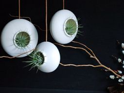 Hanging indoor plants and patio plants – hanging plants for the purpose of green house