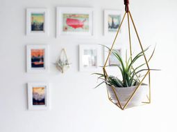 Hanging plants – hanging plants container as home accessories in the interior or exterior space