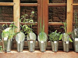 Have always friche herbal hand grasp at home – herbal plants