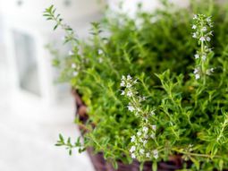 Houseplants that need little light