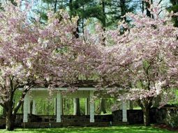 How can you fight the pollen allergy and hay fever