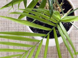 Indoor palm images – which are the typical types of palm trees?