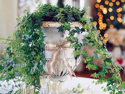 Indoor plants suitable for dark locations