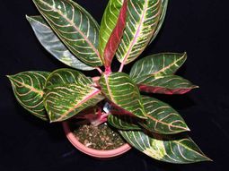 Indoor plants suitable for dark rooms