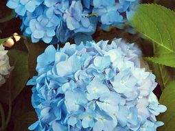 Install the most beautiful blue flowers in the garden