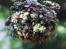 Landscaping: Create stunning in the garden, hanging baskets