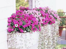 Landscaping: Fresh Ideas for Window Planter