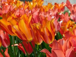 Landscaping Ideas with spring flowers – the beauty of tulips