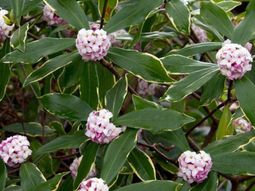 Landscaping in winter – 6 flowers for great colors