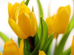 Landscaping Tips – How you can maintain your bulbs yet