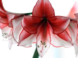 Landscaping Tips – How you can plant your favorite flowers?