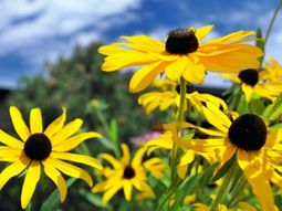 Landscaping Tricks and tips for a healthy and attractive garden