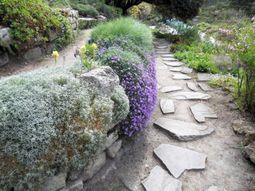 Landscaping with perennials, which come from the high mountains