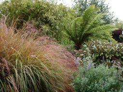 Make shade garden with tropical plants