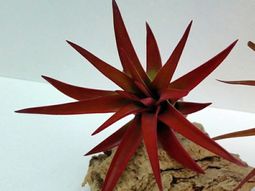 Modern planters designed for air plants from experts