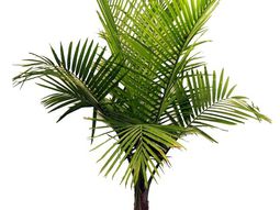 Palm species as house plants – hardy, exotic solutions