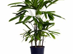 Palm species houseplants – Rhapis excelsa is one of the most popular indoor palm trees