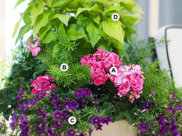 Perfect flower containers for your geraniums – Landscaping