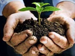 Perfect ground – a dream for the gardener