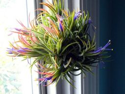Plant Care – air plants as a great decoration