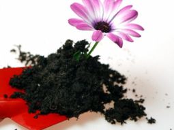 Plant seeds directly in the garden – suitable seed varieties