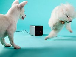 Play with your pet by your smartphone by PetCube