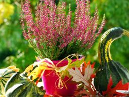Pretty balcony plants for the cold season