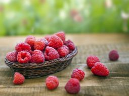 Raspberries in the garden planting – useful tips