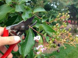 Rose pruning in spring or autumn – cut roses properly
