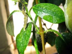Spider mites fight – take the right measures