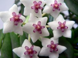 Sturdy houseplants – popular, easy care potted plants