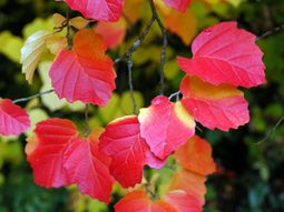 The Dwarf Fothergilla rebounds in autumn