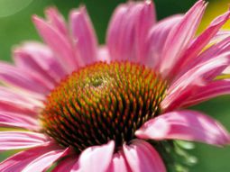 The most beautiful pink flowers in the garden grow – Landscaping