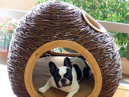 The pampered pooch: Cheeky attractive furniture for pets