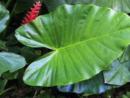 The taro plant – knowing and practical tips