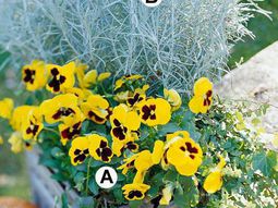 Useful tips for gardening in autumn
