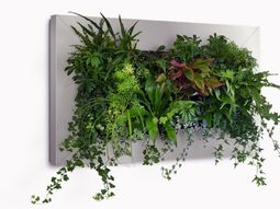 Wall decoration with plants – Live Picture refreshes the air and ambience