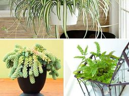 What indoor plants need little light?