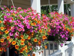 You have a penchant for hanging plants? – Hanging flower pots on the porch