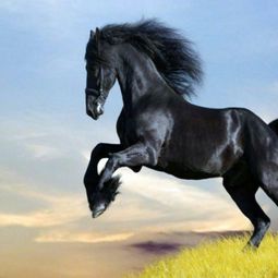 13 beautiful horses in the wild nature