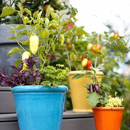 20 interesting, fresh ideas for growing vegetables in containers
