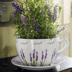 25 Ideas for home decoration with lavender