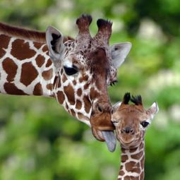 30 cute baby animals – they see but from not cute?