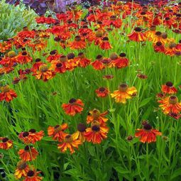 A great ornamental plant: With Sneezeweed your garden blooms all summer long!
