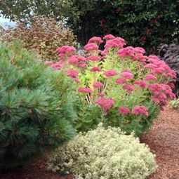 Always stay cool in the garden – here are our advice on what to do in August