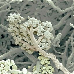 Apply home remedies for mold – remove mold