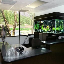Aquarium at work – soothing and beautiful decoration